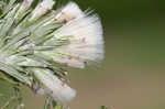 Annual trampweed